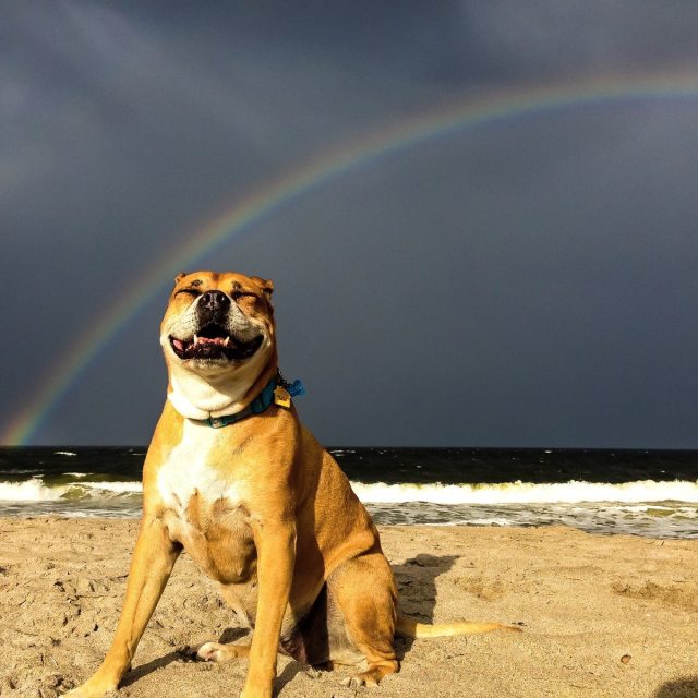 Rainbow Smile