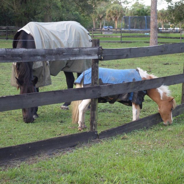 Horse Coats