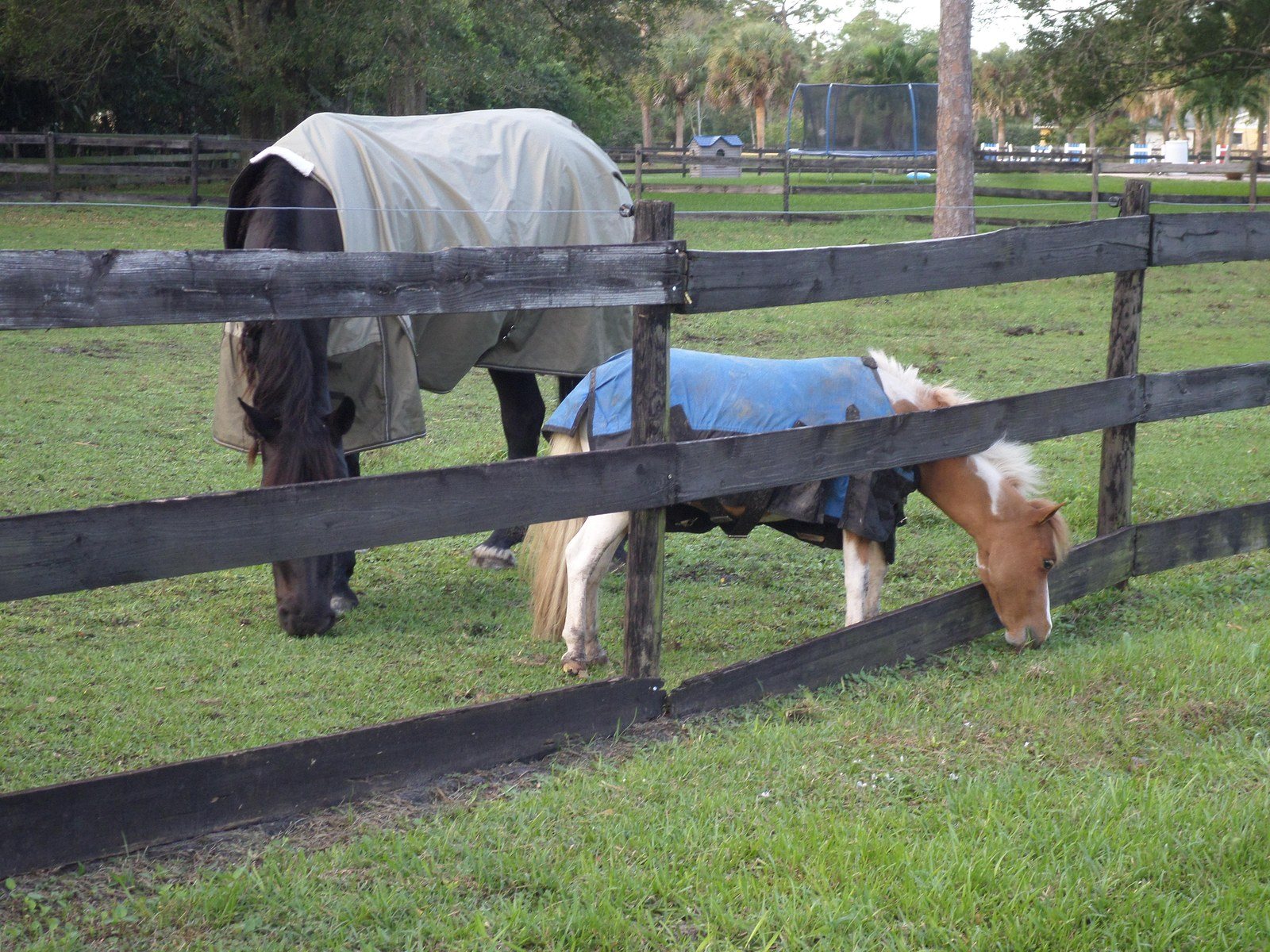 Horse Coats