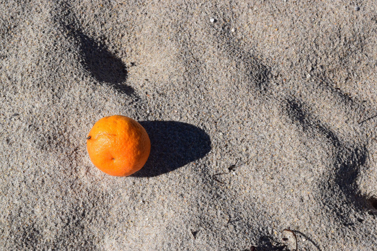 Even Oranges Like The Beach.