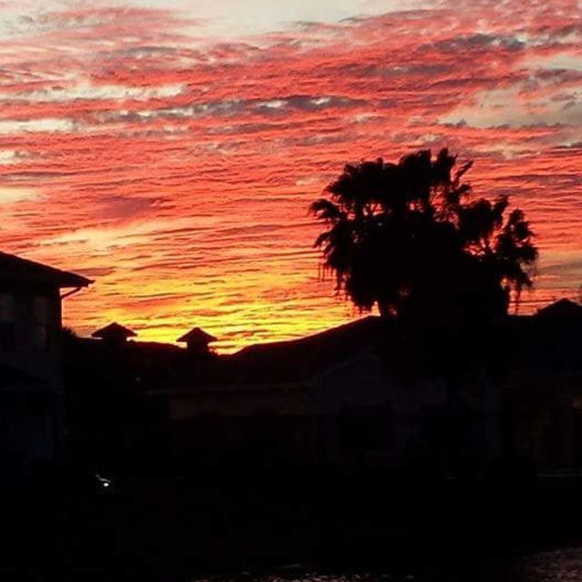 Vero Sunset Palms