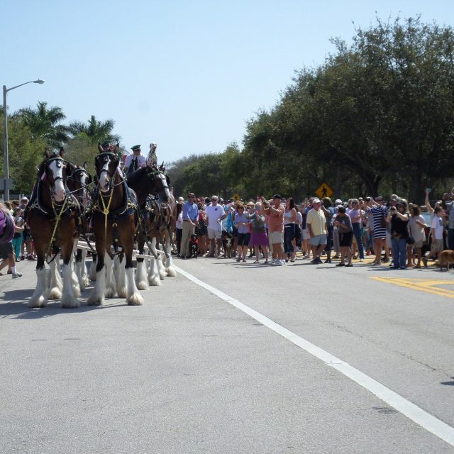 Budweiser Clydedales Vero Beach