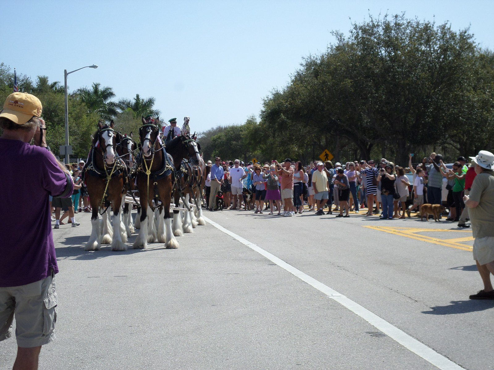 Budweiser Clydedales Vero Beach