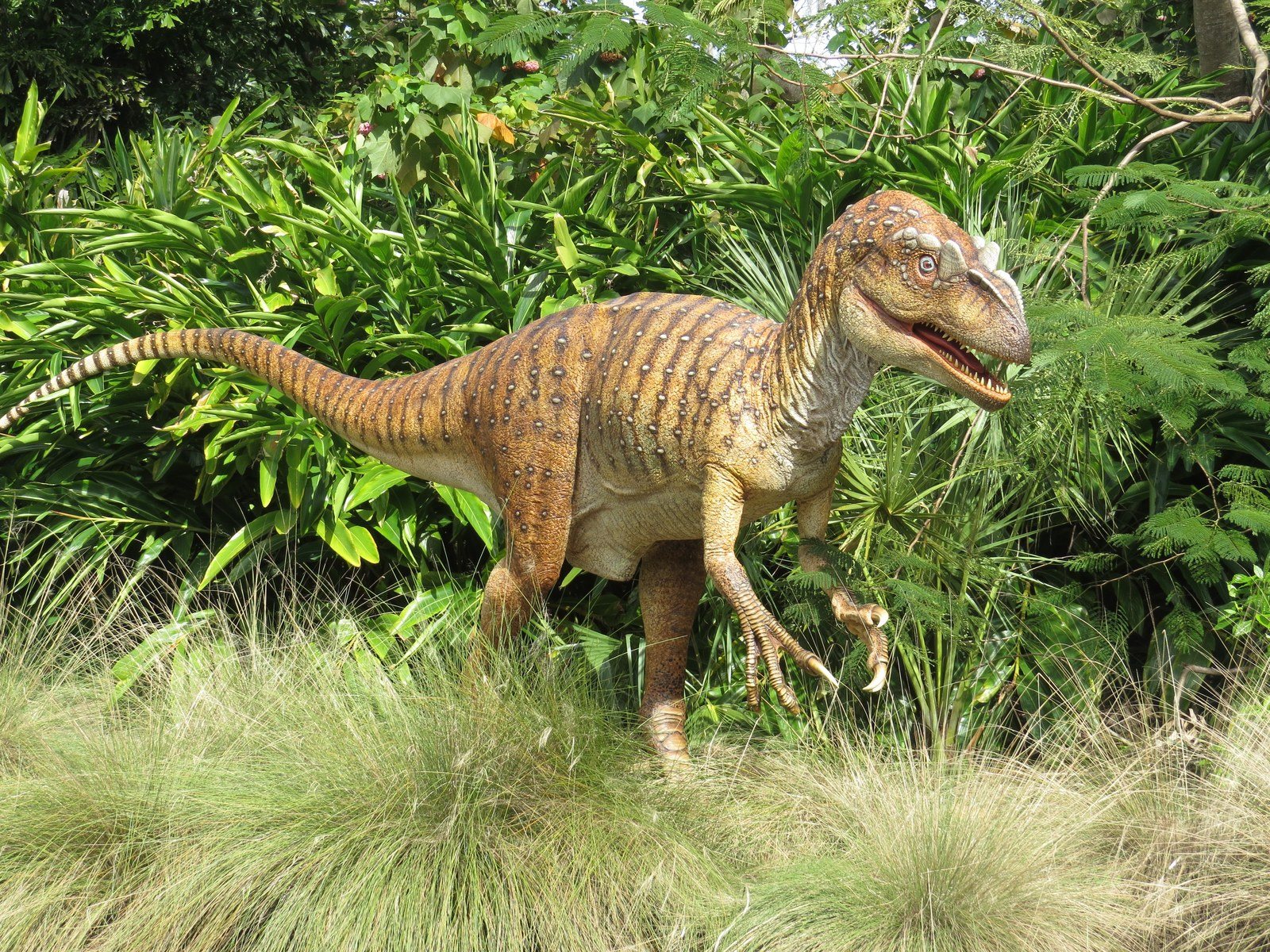 Dino?