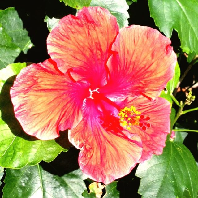 Bougainvillea