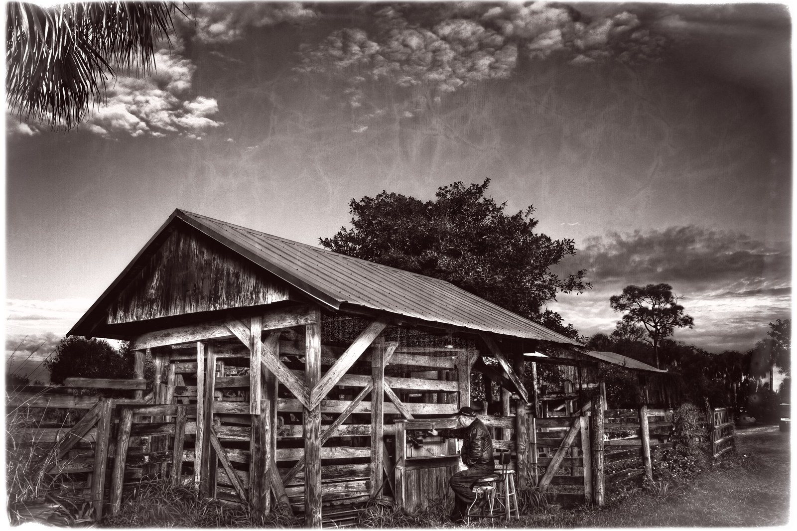 Jim Wilson At Treasure Hammock Ranch Cattle Scale