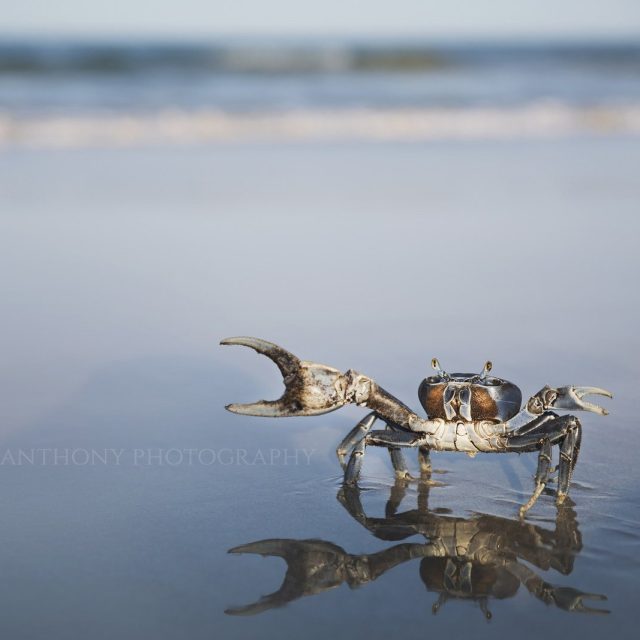 Blue Land Crab