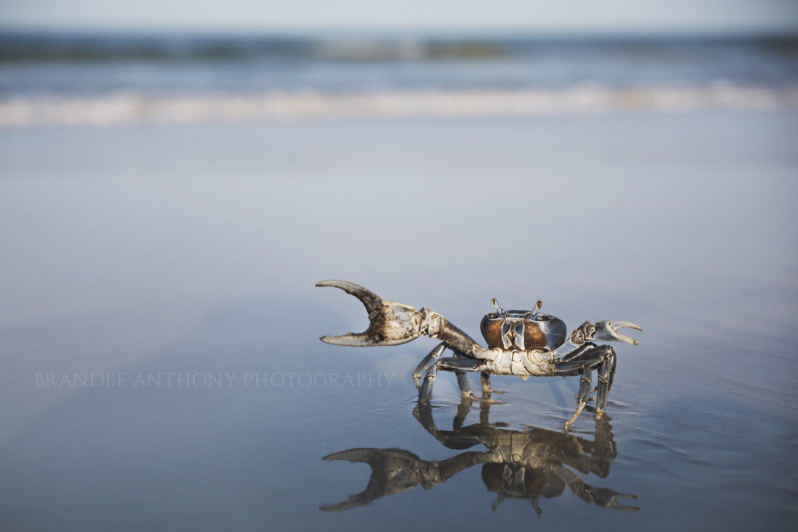 Blue Land Crab