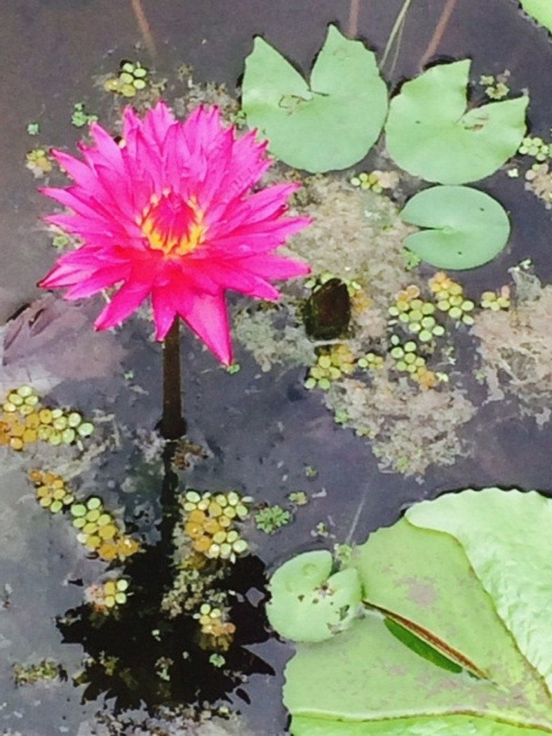 Water Lily Day