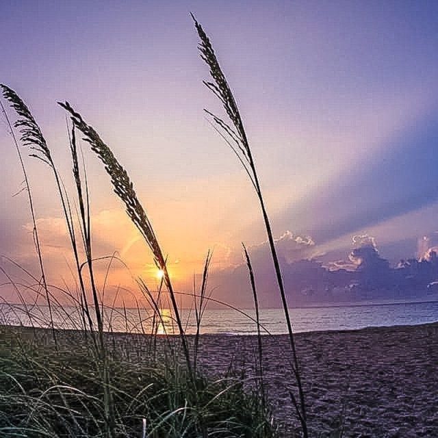 Sunrise Sea Oats