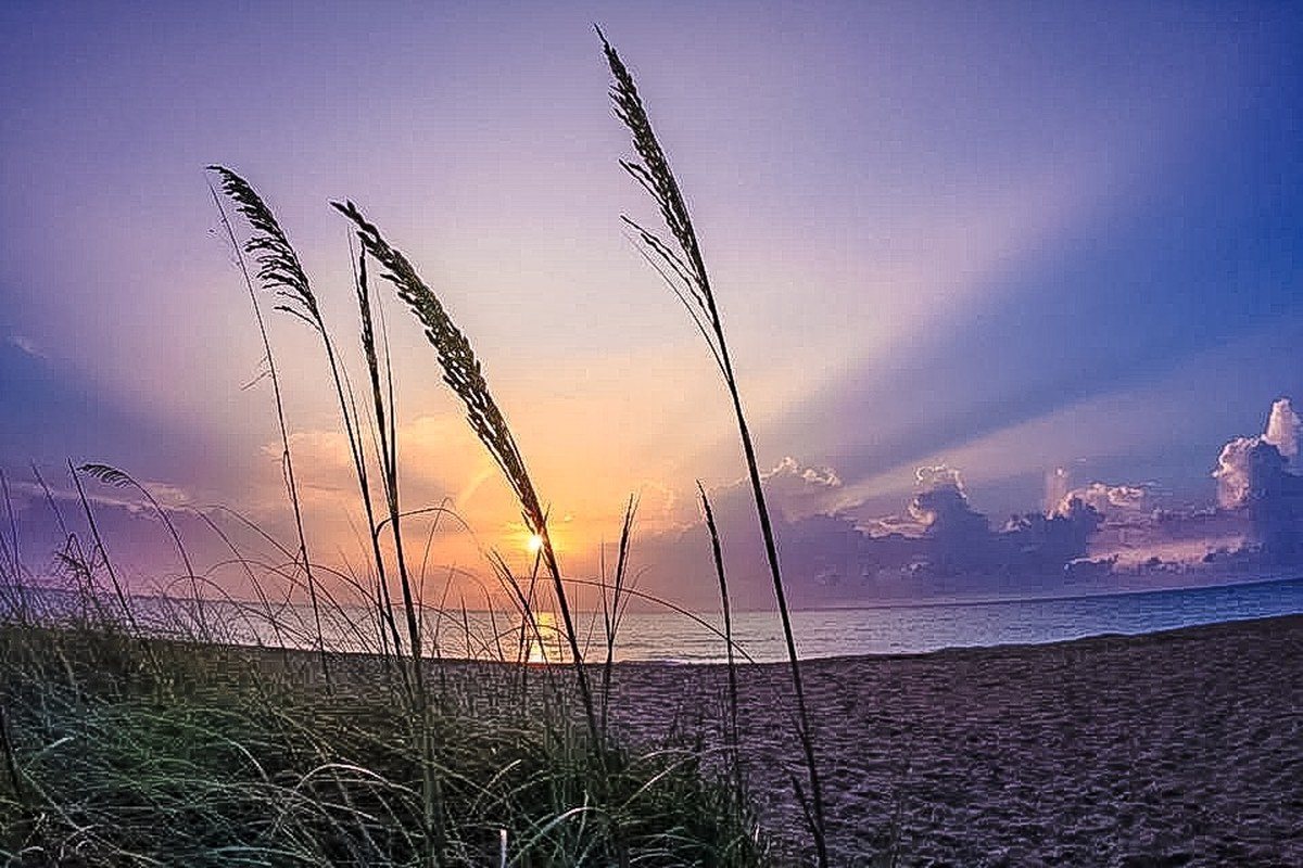 Sunrise Sea Oats