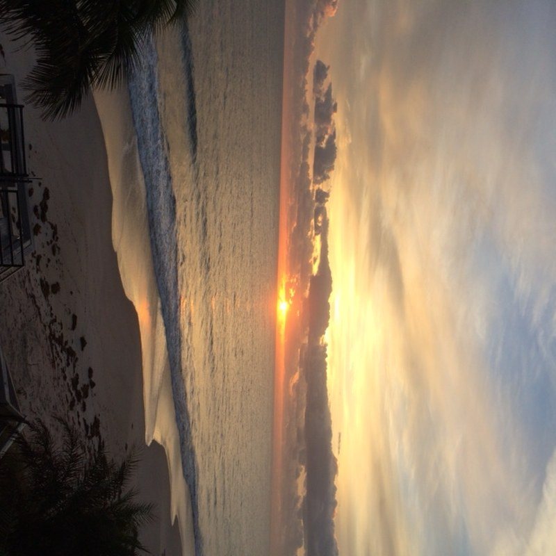 Sunset Palms