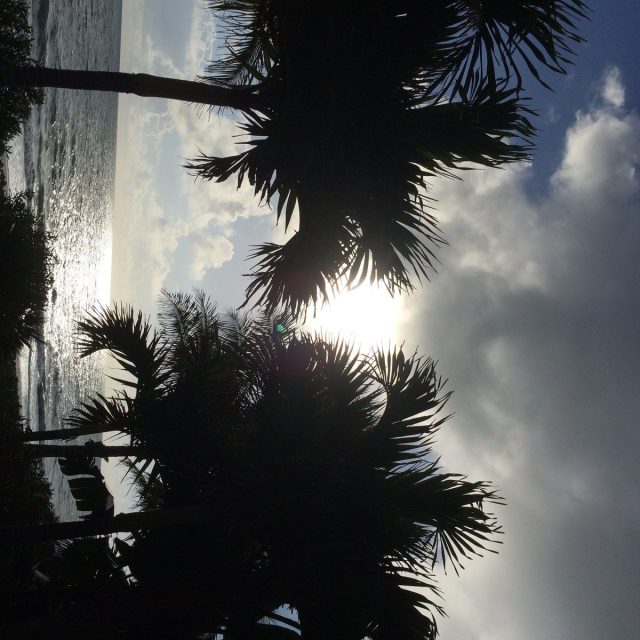 Morning Shining Through