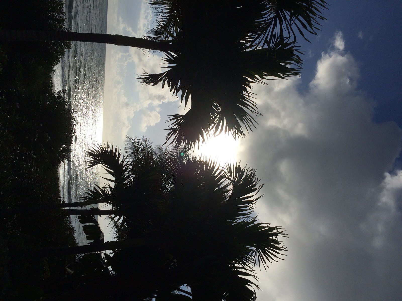 Morning Shining Through