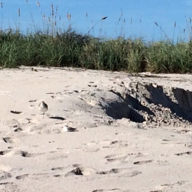 Beach Dunes