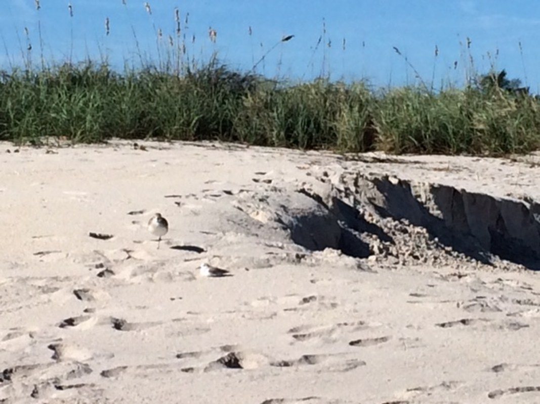 Beach Dunes