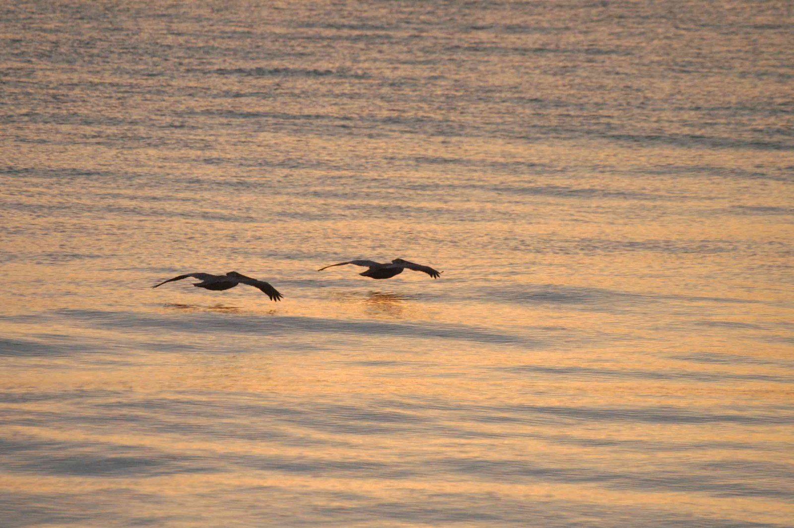 Sunrise Cruise