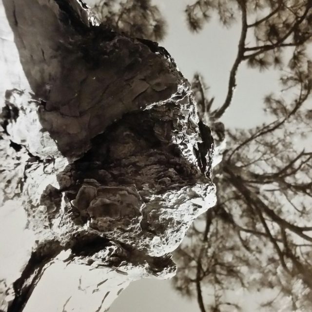 Florida Pine