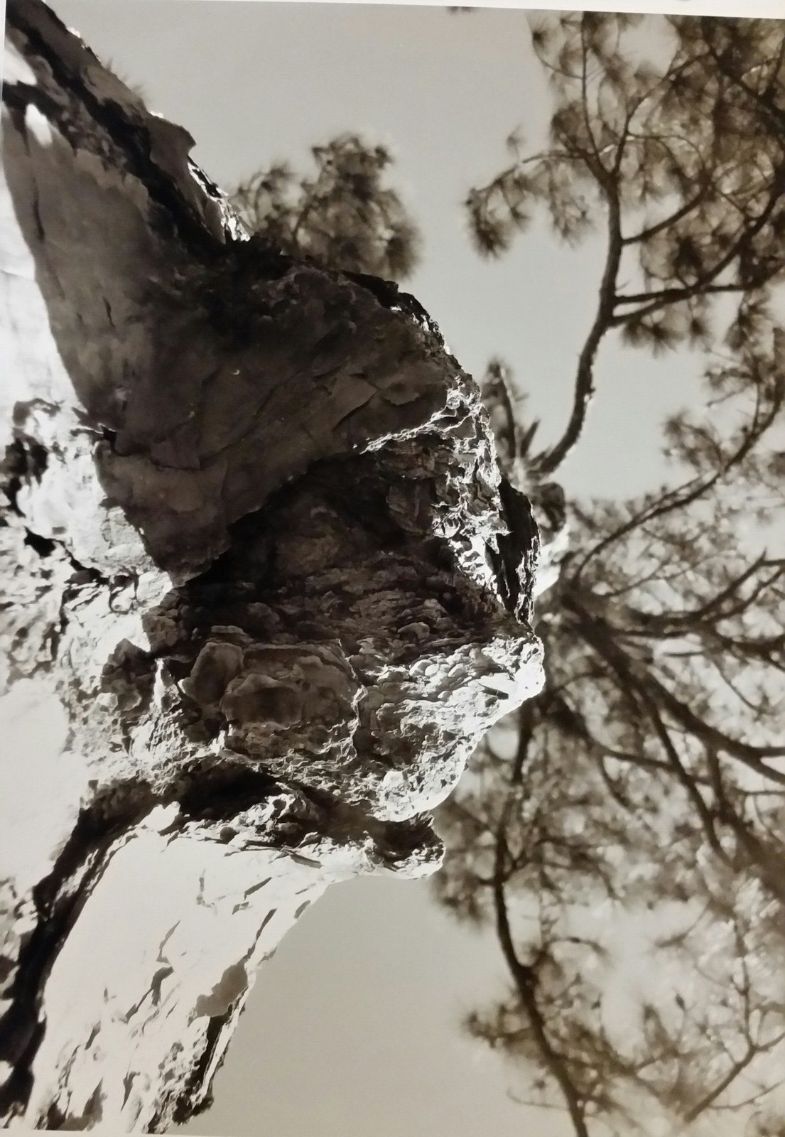 Florida Pine