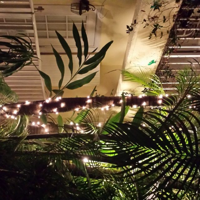 Tropical Oasis