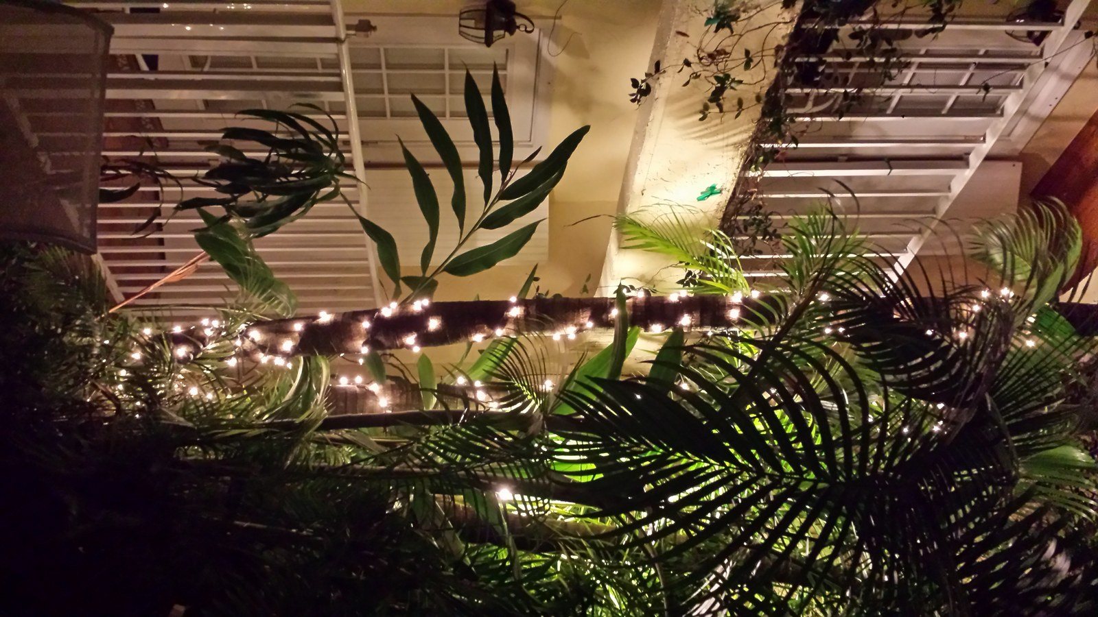 Tropical Oasis