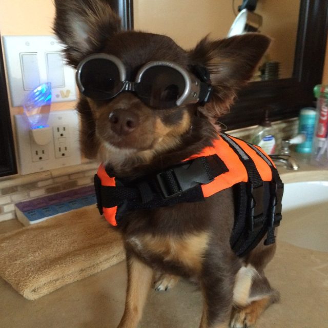 Kayaking Dog Ava