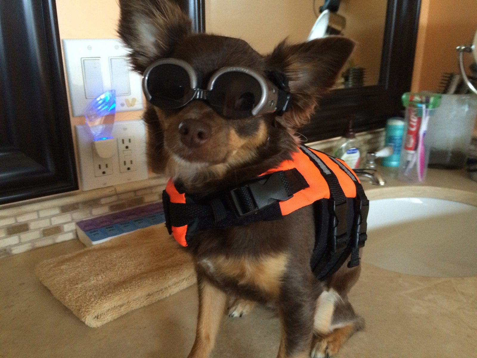 Kayaking Dog Ava