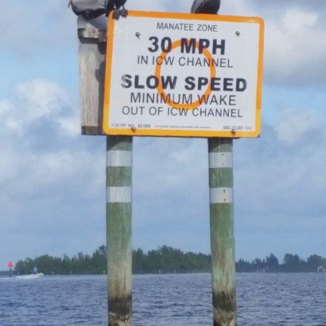 Pelicans In The Intracoastal