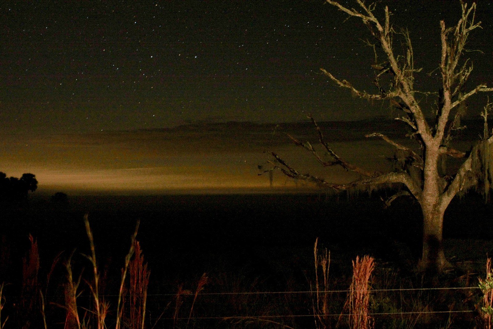 A Clear Night At Blue Cypress