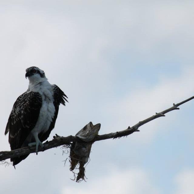 Osprey With A Hang Up