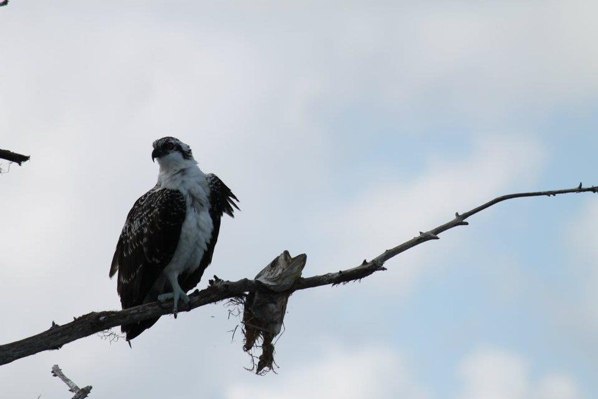 Osprey With A Hang Up