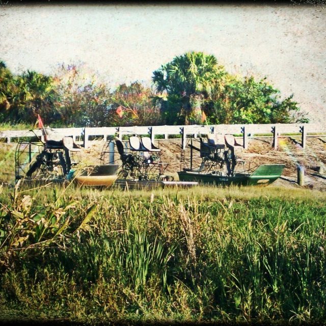 Marsh Life