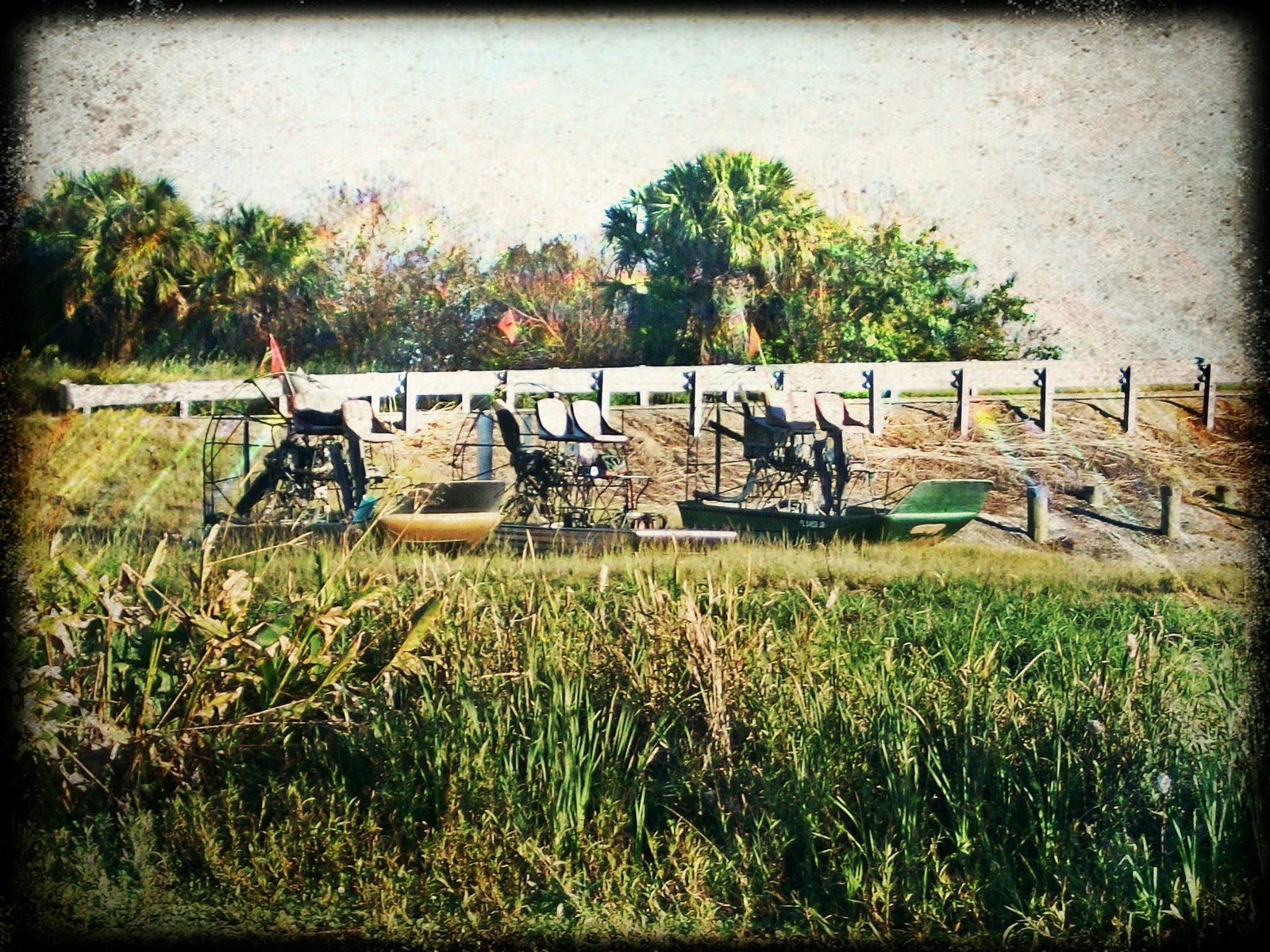 Marsh Life