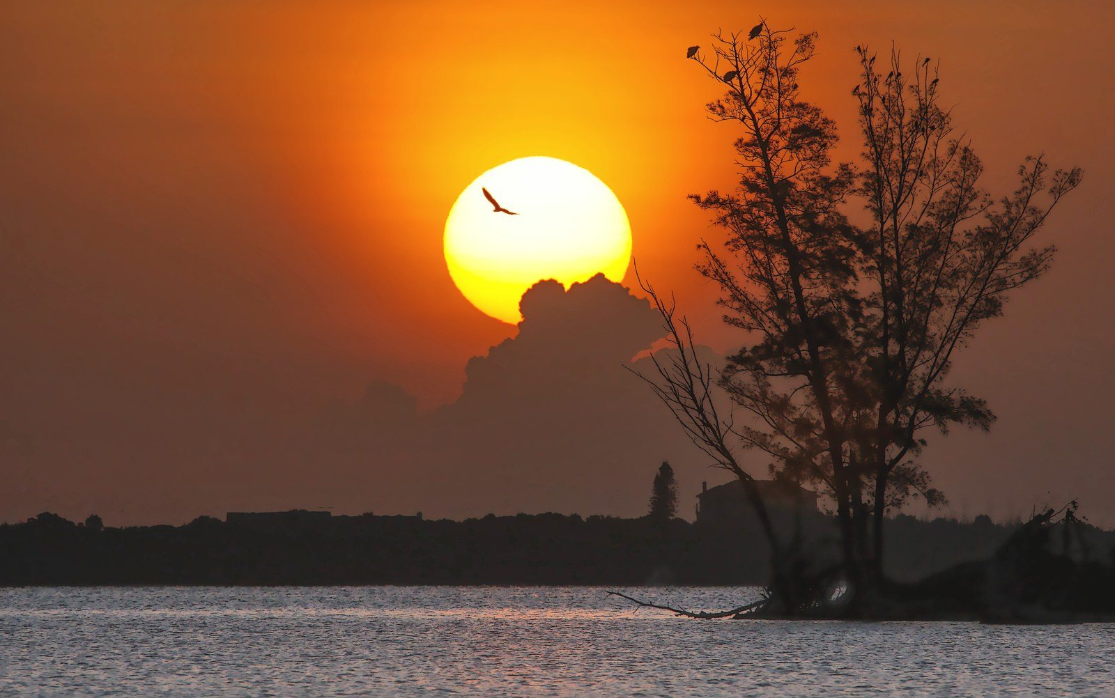 Dawn Over Buzzard Island