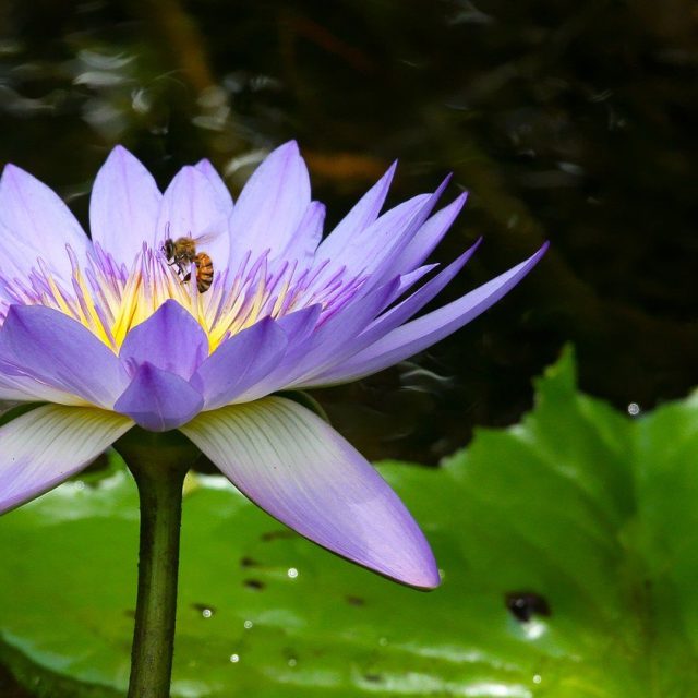 Purple Water Lily Hosting A Pollen Gatherer