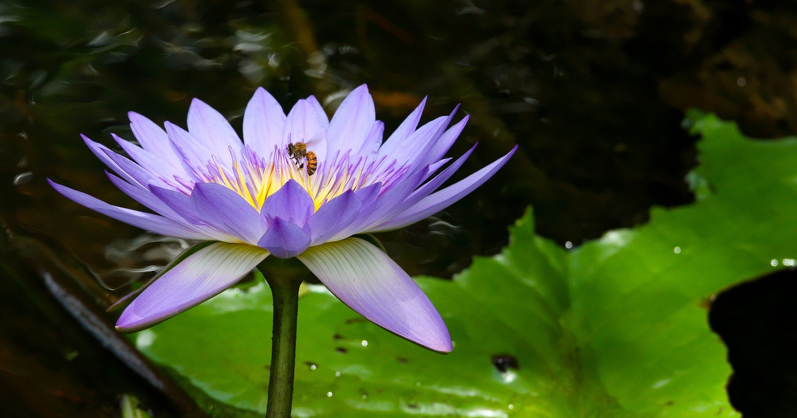 Purple Water Lily Hosting A Pollen Gatherer