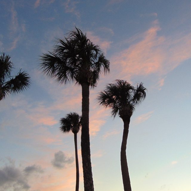 Palm Trees