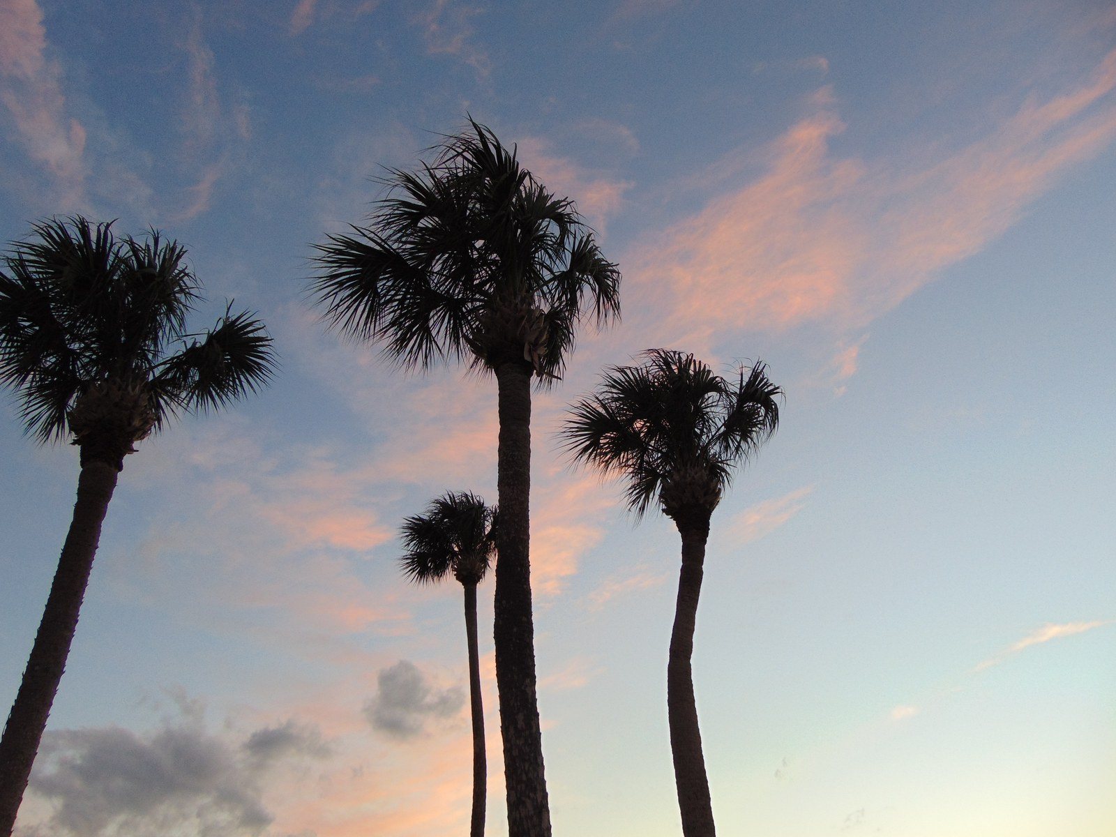 Palm Trees