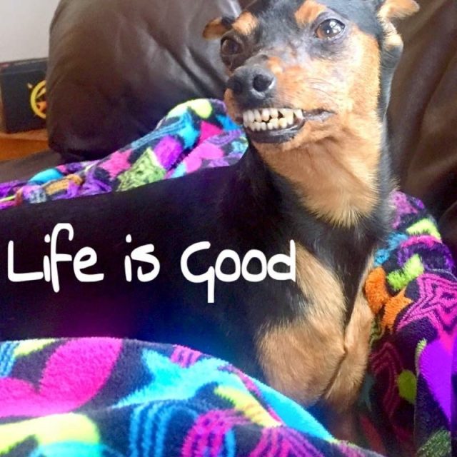 Life Is Good