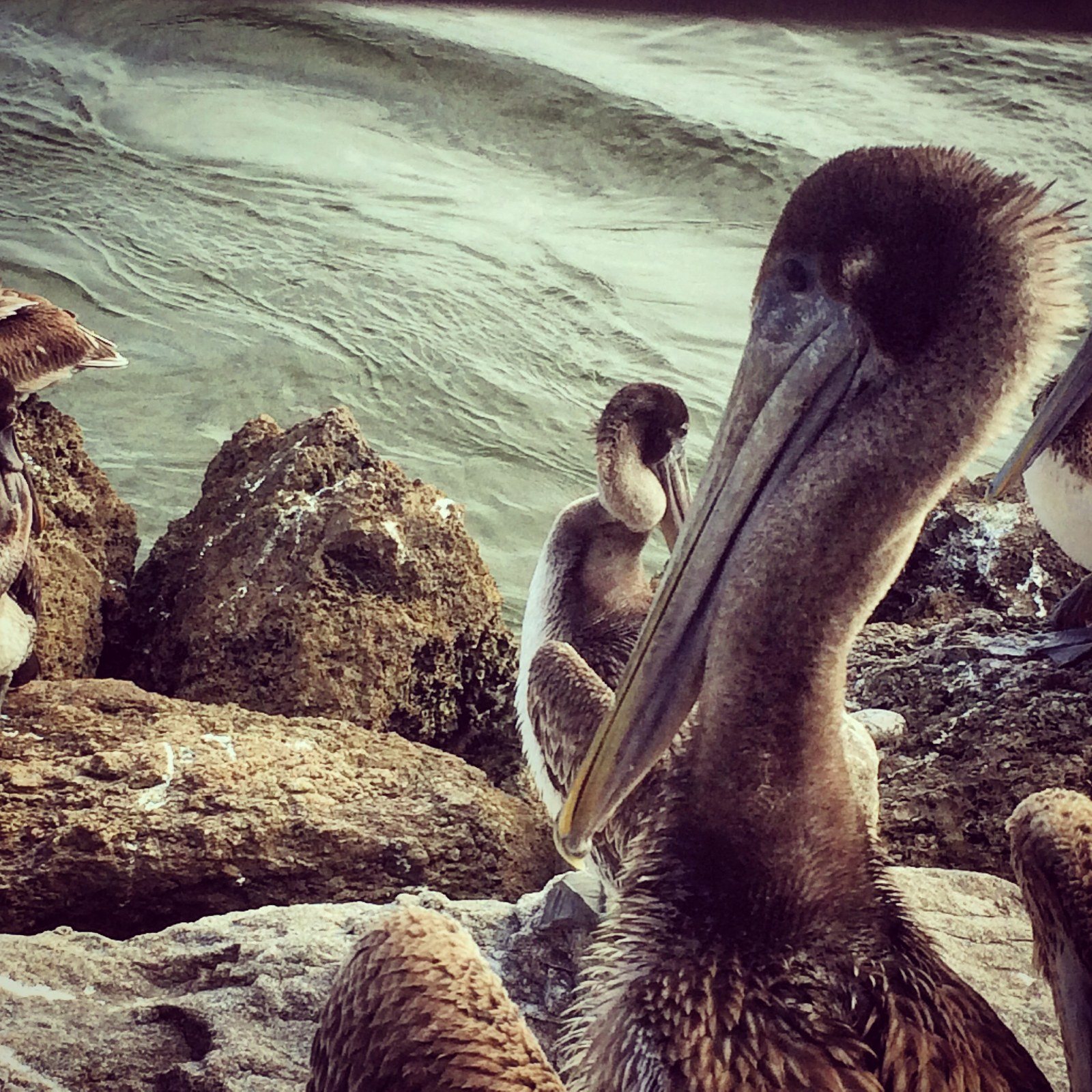 Pelicans