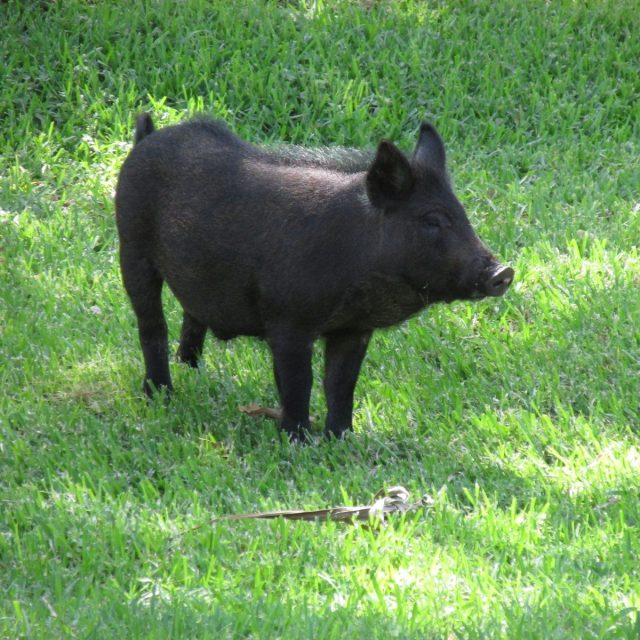 Hog Haven
