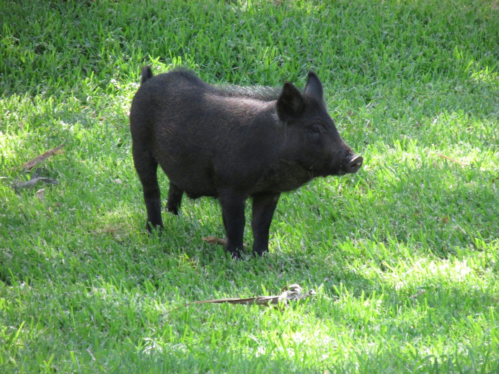 Hog Haven