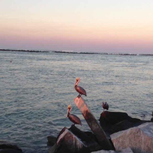 Pelicans At Fort Pierce Inlet
