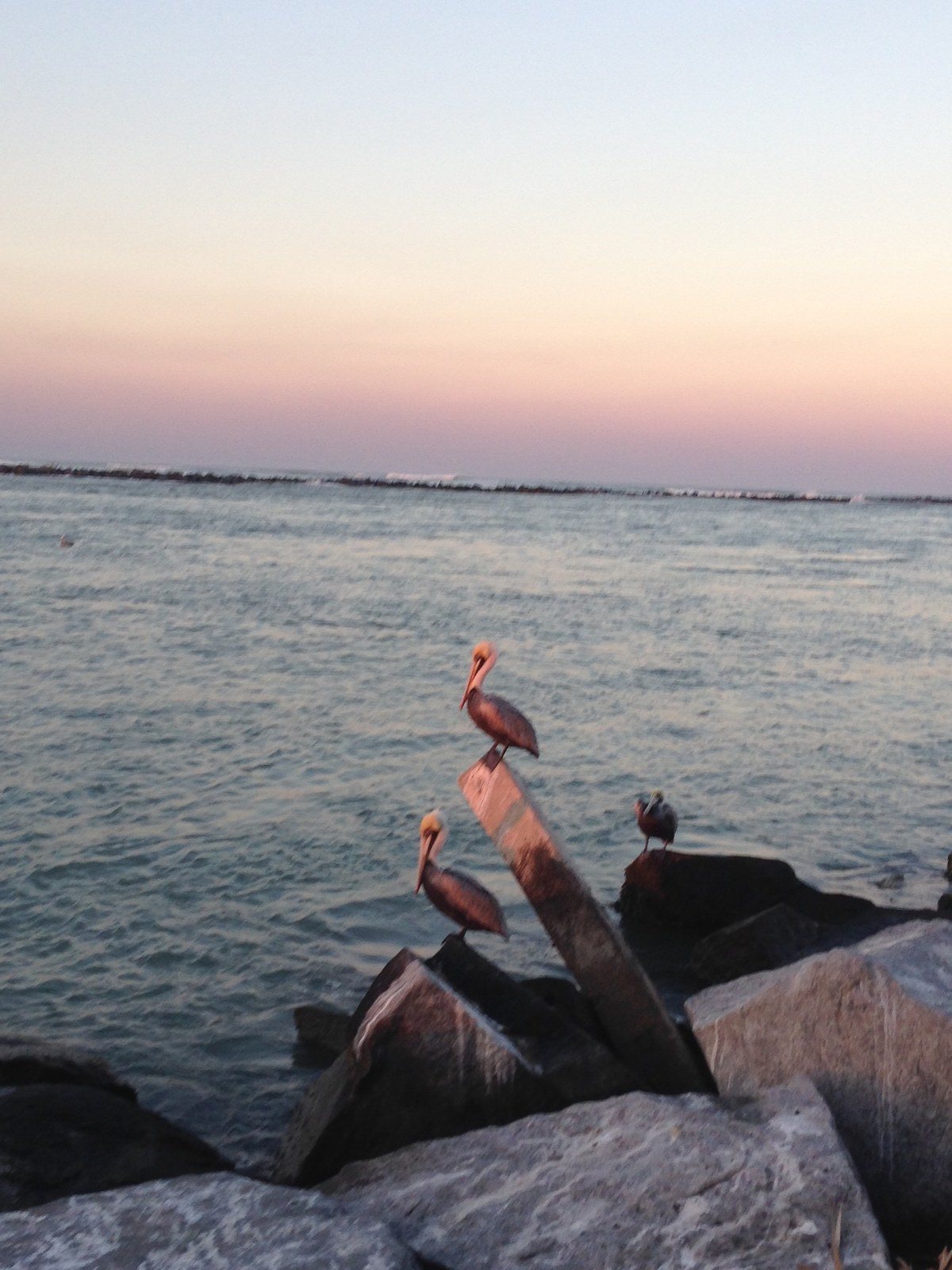 Pelicans At Fort Pierce Inlet