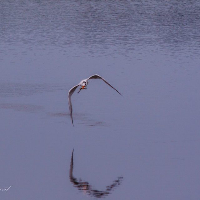 Fishing For Dinner