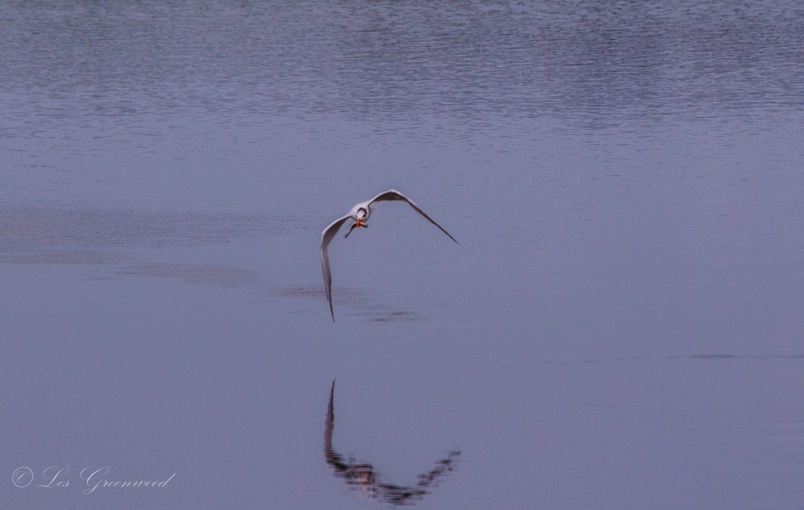 Fishing For Dinner