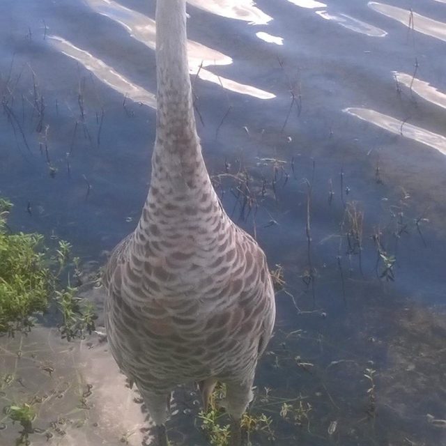 Sandhill Crane Beauty