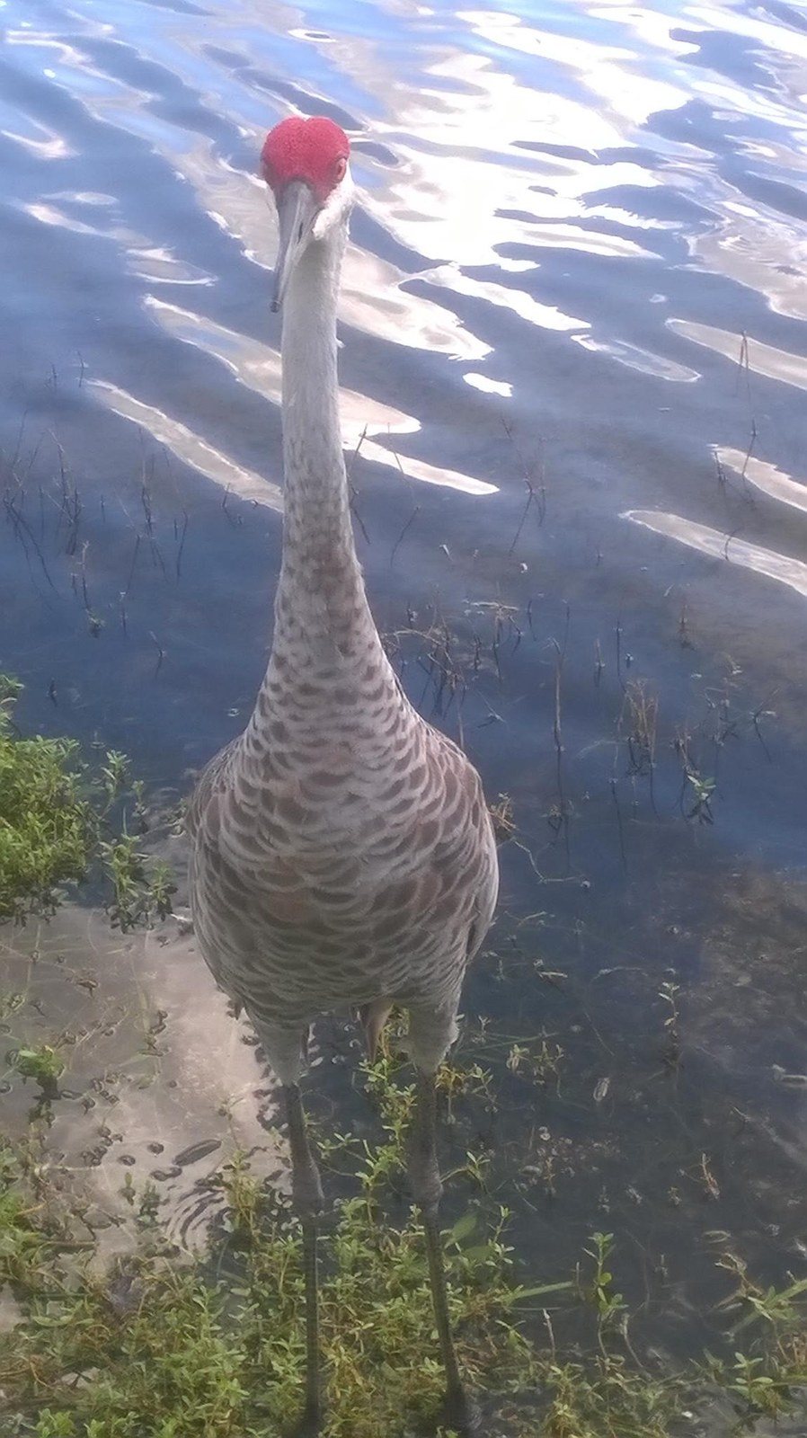Sandhill Crane Beauty