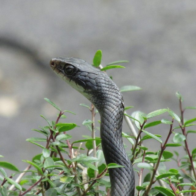 The Slithering Reptile