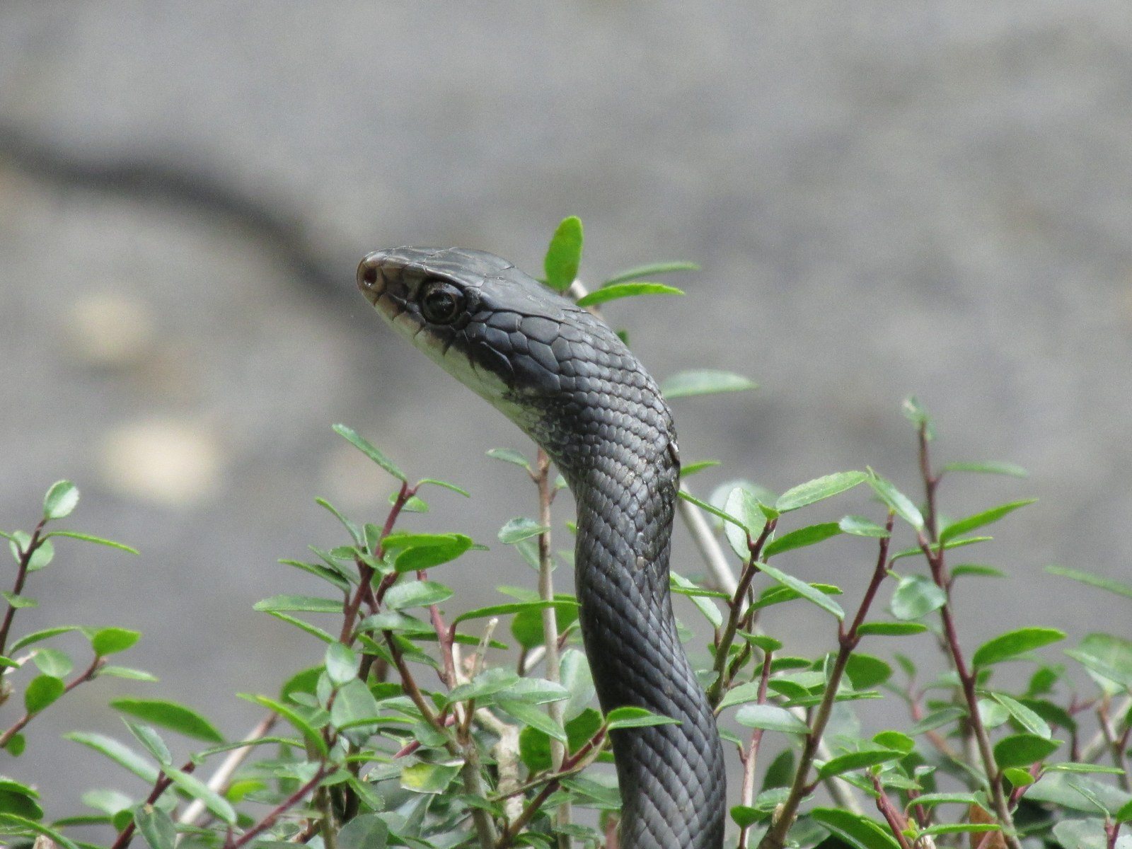 The Slithering Reptile